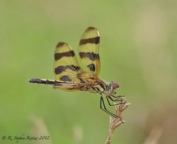 Celithemis eponina, female